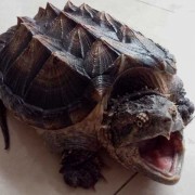 拟鳄龟是什么动物？（动物拟鳄龟）