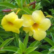 香格里拉 - 尽收人世纷扰，不染凡间一尘
