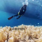 菲律宾薄荷岛旅游攻略.义菲商旅推荐薄荷岛住宿！