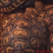豹龟好养吗？（豹龟好养么）