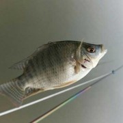 罗非鱼能长多大多重？（100条罗非鱼一年能繁殖多少）