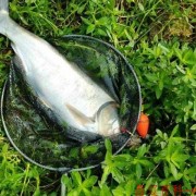 鲢鱼是淡水鱼还是海水鱼？（鲢鱼是淡水鱼还是海洋鱼）